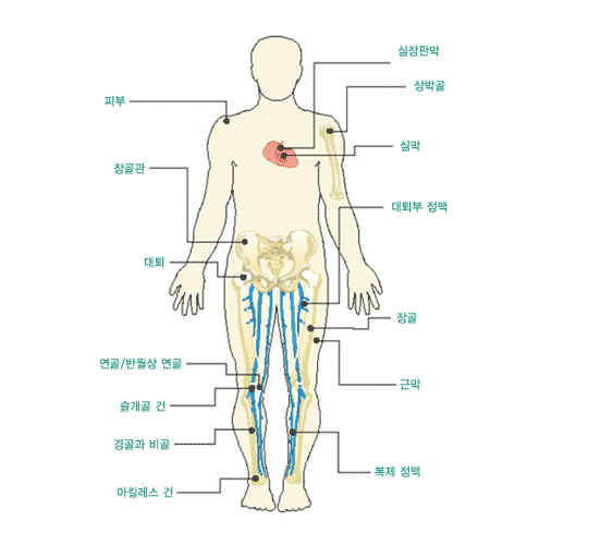 기증 가능한 부위별 인체조직