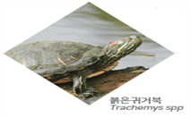 그림입니다.
원본 그림의 이름: 붉은귀거북.png
원본 그림의 크기: 가로 193pixel, 세로 198pixel