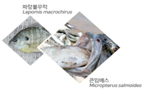 그림입니다.
원본 그림의 이름: 파랑볼우럭.png
원본 그림의 크기: 가로 313pixel, 세로 218pixel