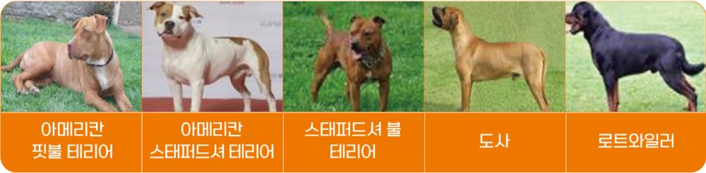 아메리칸 핏불테리어 아메리칸 스태퍼드셔 테리어 스태퍼드셔 불테리어 도사 로트와일러