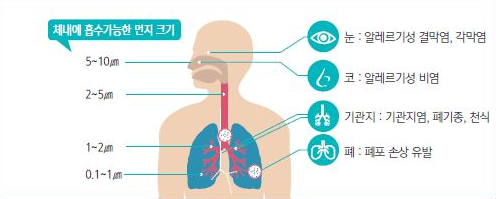 체내에 흡수가능한 먼지 크기와 미세먼지가 건강에 미치는 영향 그림입니다. 눈: 알레르기성 결막염, 각막염 코: 알레르기성 비염 기관지: 기관지염, 폐기종, 천식 페: 폐포 손상 유발