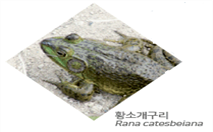 그림입니다.
원본 그림의 이름: 황소개구리.png
원본 그림의 크기: 가로 209pixel, 세로 194pixel