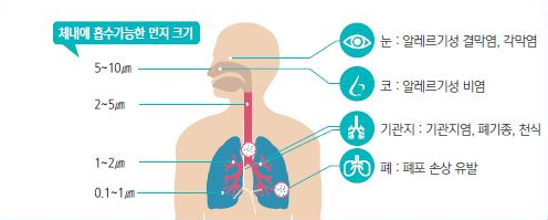 체내에 흡수가능한 먼지 크기와 미세먼지가 건강에 미치는 영향 그림입니다.
눈: 알레르기성 결막염, 각막염
코: 알레르기성 비염
기관지: 기관지염, 폐기종, 천식
페: 폐포 손상 유발